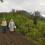 Socialna aktivacija+, obiranje fig v Ajdovščini